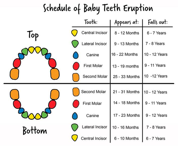 Tooth Eruption Sequence